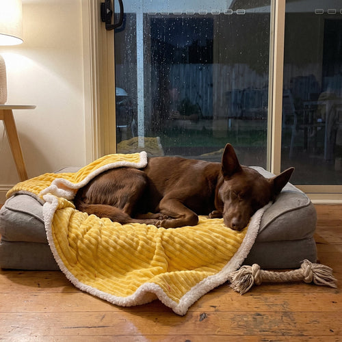 A red kelpie asleep under the corner of the yellow Zovira Blanket on her dog bed during a rainstorm
