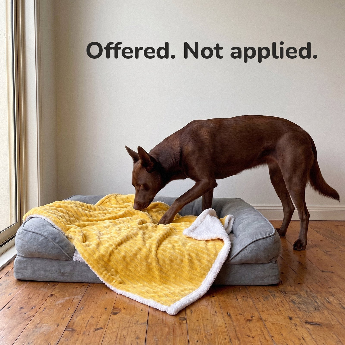 Offered. Not applied. A kelpie sniffing the yellow blanket laid on her dog bed