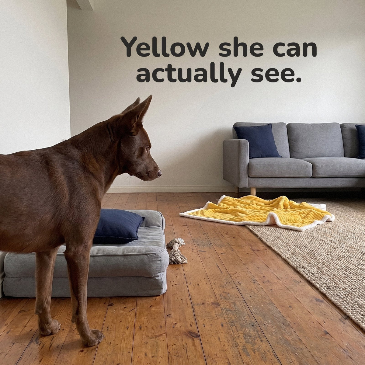 Yellow she can actually see. A kelpie ignoring her grey bed and looking at the yellow blanket across the room